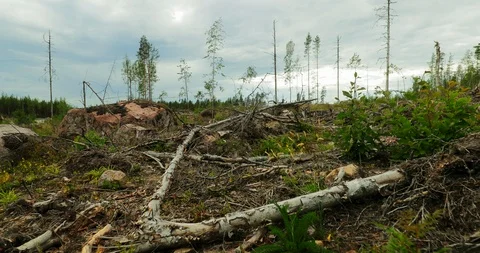 Gliding shot of logged forest on a cloudy day. Stock Footage 112112886