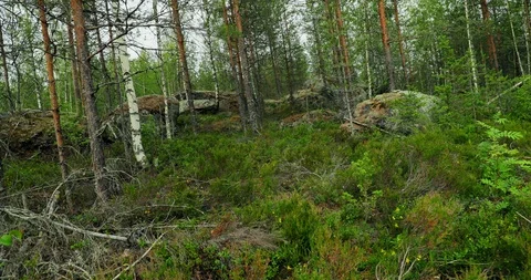 Gliding shot of mossy forest, camera rolling horizontally. Stock Footage 112112857