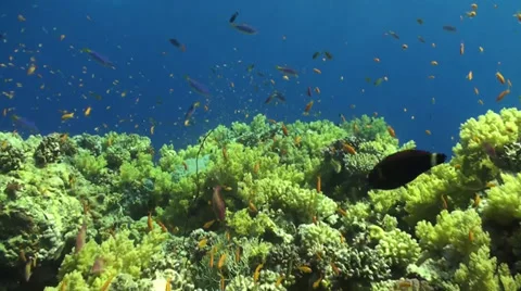A gliding shot over a block covered with broccoli corals and anthias Stock Footage 33531416