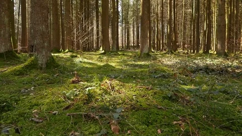 Gliding in Spring Forest Video stock 105768189