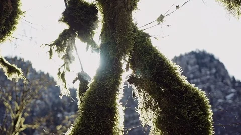 Gliding sun along the tree trunks fantastically overgrown with the green moss 库存影片 113955970