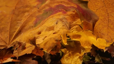 Gliding through an autumnal tapestry, the camera captures the vibrant hues .. Video stock 256180446