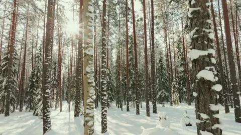 Gliding Through Beautiful Pine And Spruce Forest In Sunny Winter Day Video stock 238620364