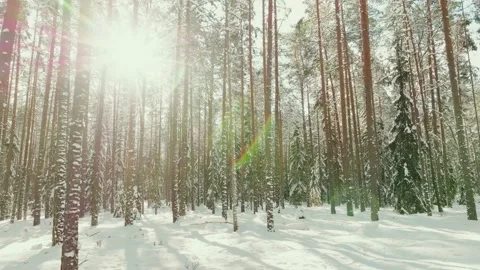Gliding Through Beautiful Pine And Spruce Forest In Sunny Winter Day Stock Footage 238637139