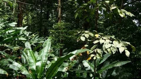 Gliding through caribbean rain forest on saint lucia island Stock Footage 74949098
