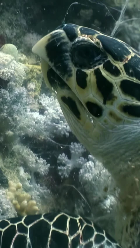 Gliding through the Depths a Sea Turtle in the Red Sea Stock Footage 314133358