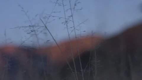 Gliding Through Desert Grass At Sunset Stock Footage 87101327