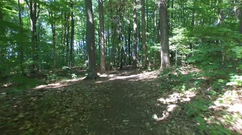 Gliding through the forest 1 Vidéo 52528139