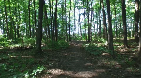 Gliding through the forest 2 Vídeo Stock 52528096