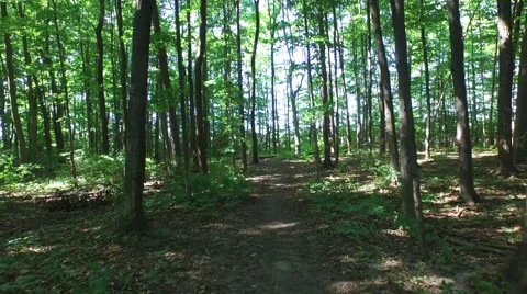 Gliding through the forest 3 動画素材 52528099