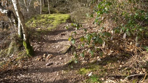 Gliding through forest and peering over moss covered mound, 4k, uk Video stock 86488317