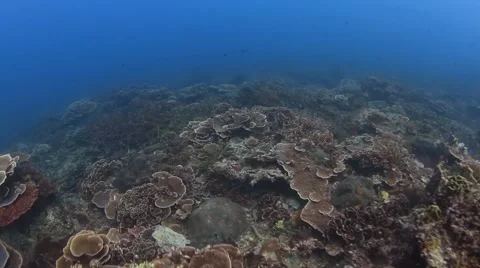Gliding through hard corals reefs Vidéo 40051563