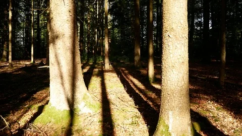 Gliding through the mossy  forest Stock Footage 109334066