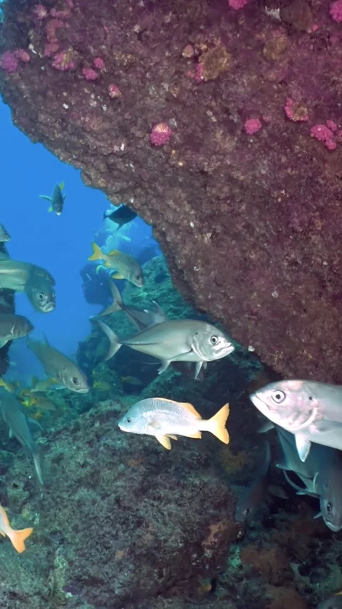 Gliding Through the Ocean Depths With a School of Jacks in Slow Motion Video stock 320059694