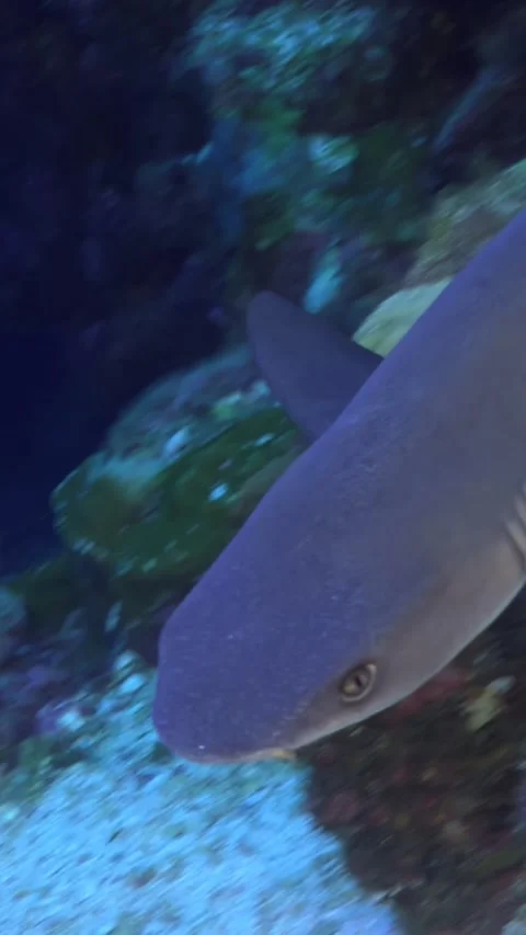 Gliding Through the Reef With a Shark in Costa Rica Waters Stock Footage 327097904