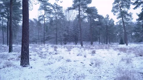 Gliding through a serene snow-covered forest landscape Stock Footage 292924595