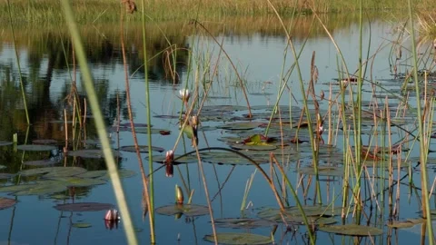 Gliding through still waters on a canoe Stock Footage 314234091