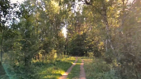 Gliding through sunny summer forest Video stock 114012777