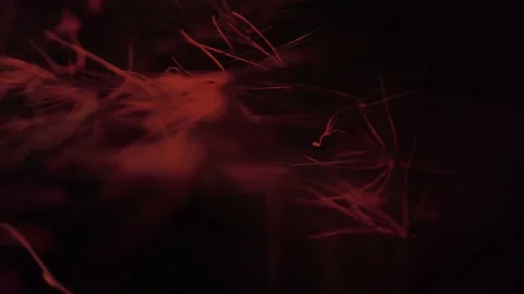 Gliding Through Trees Dream Sequence  Stock Footage 203460922