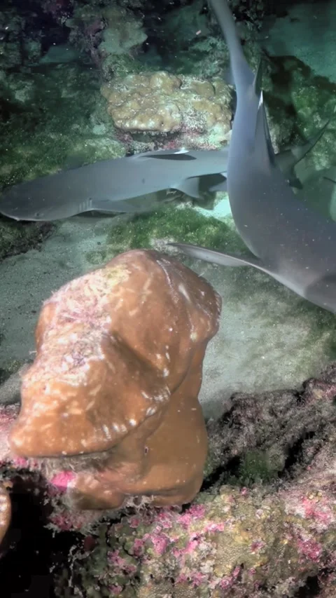 Gliding Through Waters With Whitetip Reef Sharks in Costa Rica Stock-Footage 327293422