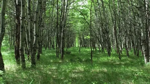 Gliding through woods Stock Footage 194164798