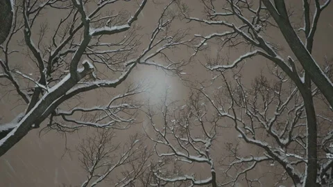 Gliding Under Trees In Snowfall Late In The Evening. Stock Footage 169005393