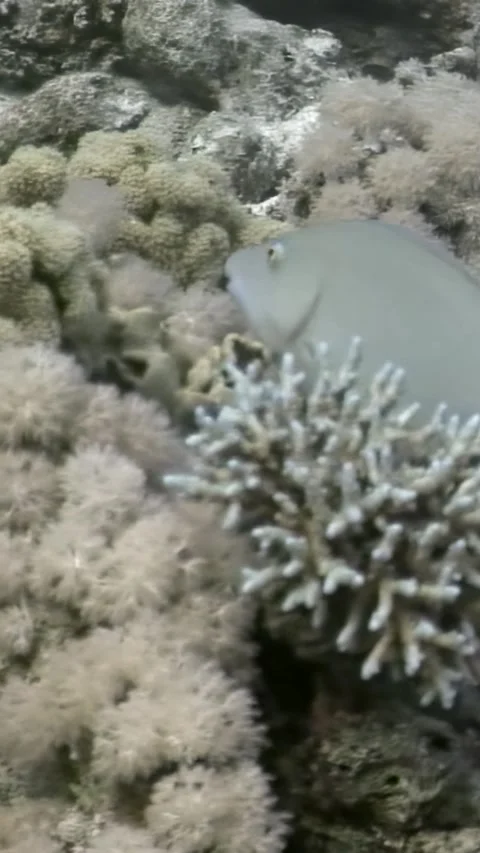 Gliding under the waves A Red Sea parrotfish swims near the reef Stock Footage 312281888