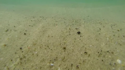 Gliding underwater over the sand Stock Footage 40336696