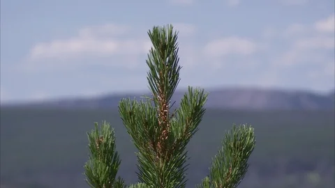 Gliding View from Pine Tree to River in Yellowstone Park Stock Footage 86756304