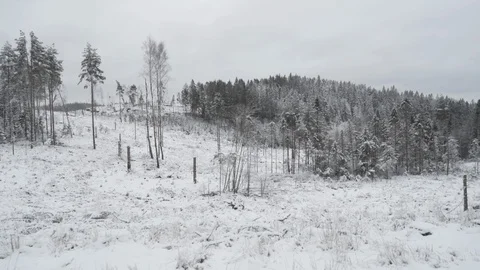 Gliding in winter forrest, deforestation 4K Video stock 85538694