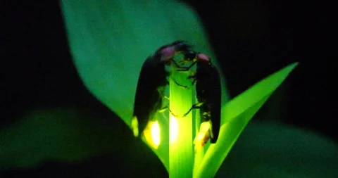 The glimmer of a firefly. Stock Footage