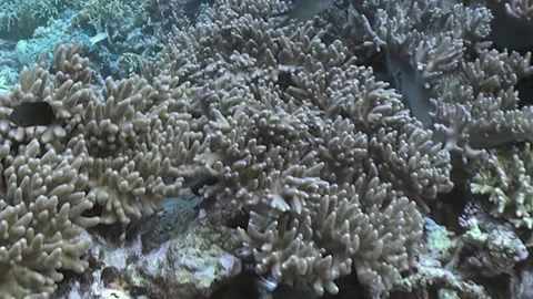 Glimmering Coral Haven Tiny Fish Dance Through Sunlight Video stock 338200633