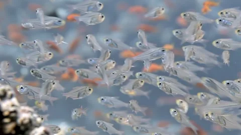 Glimmering Ghost Fish Dance in Azure Ocean Depths Stock Footage 340588325