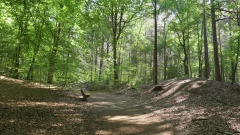 Glimmering sunbeams dancing through trees in a serene forest Stock-Footage 291883052