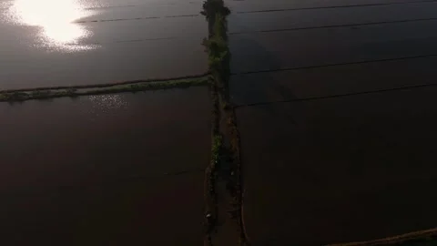 Glimmering sunlight reflections on flooded rice fields Stock Footage 340000501