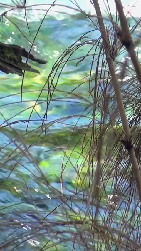 Glimmering Waters Through Lakeside Trees in Los Alerces 스톡 동영상 327570765