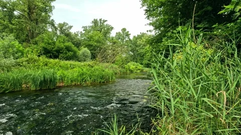 Glimpse along the banks of a stream Stock Footage 294689522
