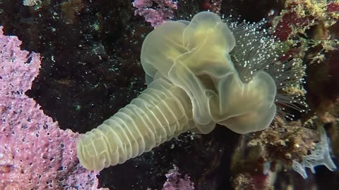 Glimpse Into the Arctic Ocean Exploring Stalked Jellyfish Lucernaria Stock Footage 321050242