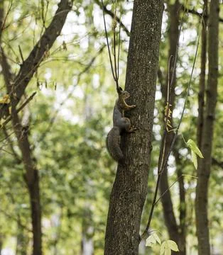 A Glimpse of Autumn: The Squirrel's Dance Foto stock