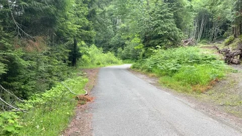 A glimpse of a bear on the road Video stock 329453329