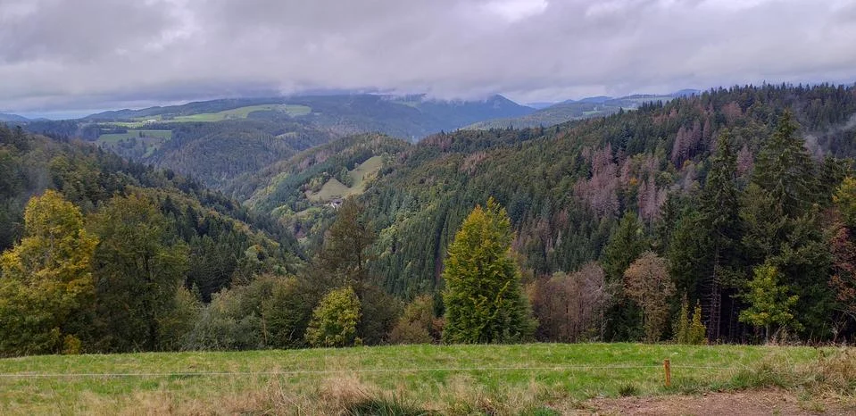 Glimpse of Black forest Stock Photos