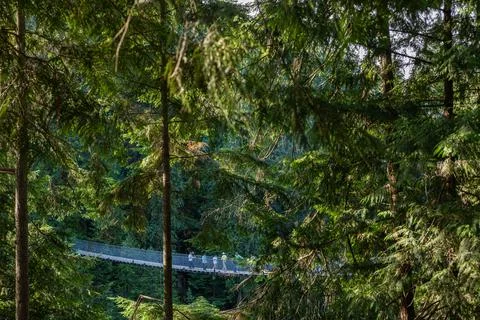 Glimpse of the Capilano Bridge, a suspended structure, in the North Distric.. Foto stock