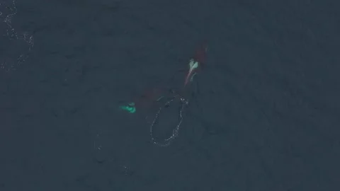 Glimpse the captivating sight of orcas feeding on herring in the northern waters Stock Footage 248715973