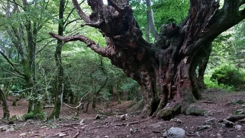 A glimpse of a century-old tree 스톡 동영상 247189427