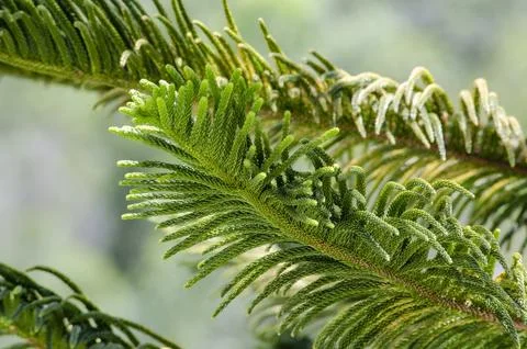 A Glimpse of Christmas Joy on Pine Branches Foto stock