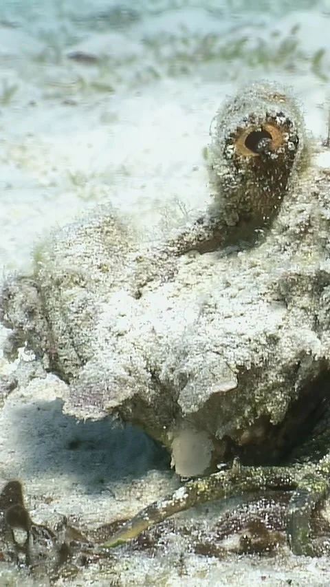 Glimpse of a crocodilefish camouflaged on the seabed in the red sea Stock Footage 314133183