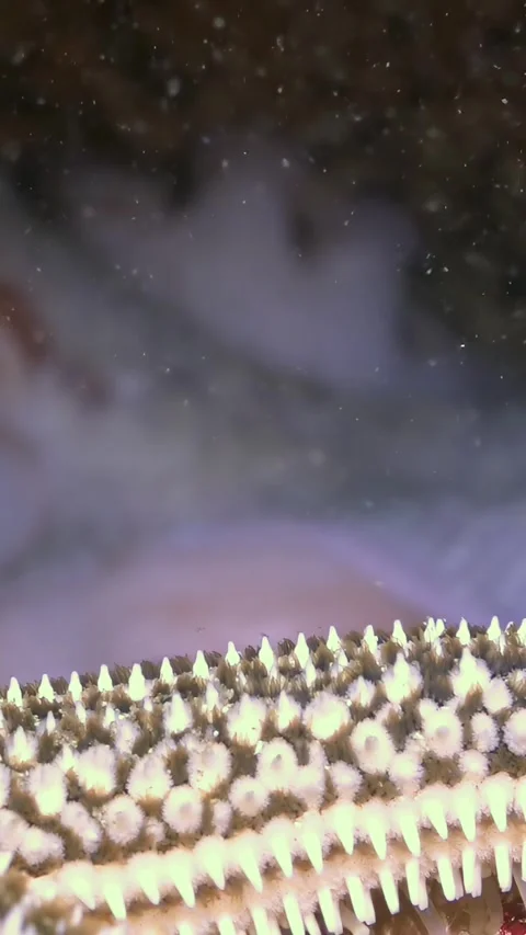 Glimpse a Cryptic Octopus Observing Spiky Starfish in Sea of Japan Video stock 340438179