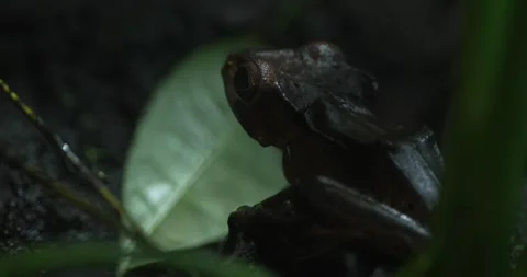 A Glimpse into the Cryptic World of the Black Rain Frog Stock Footage 286380007