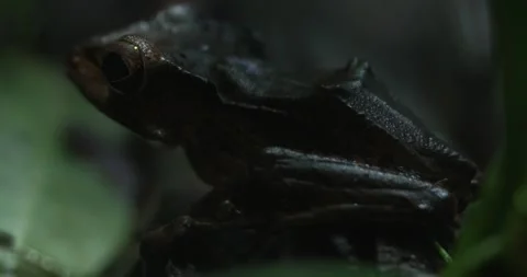 A Glimpse into the Cryptic World of the Black Rain Frog Stock Footage 287009551