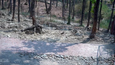 A Glimpse of Elegance: Deer in the Heart of Indian Forests Stock Footage 313566681